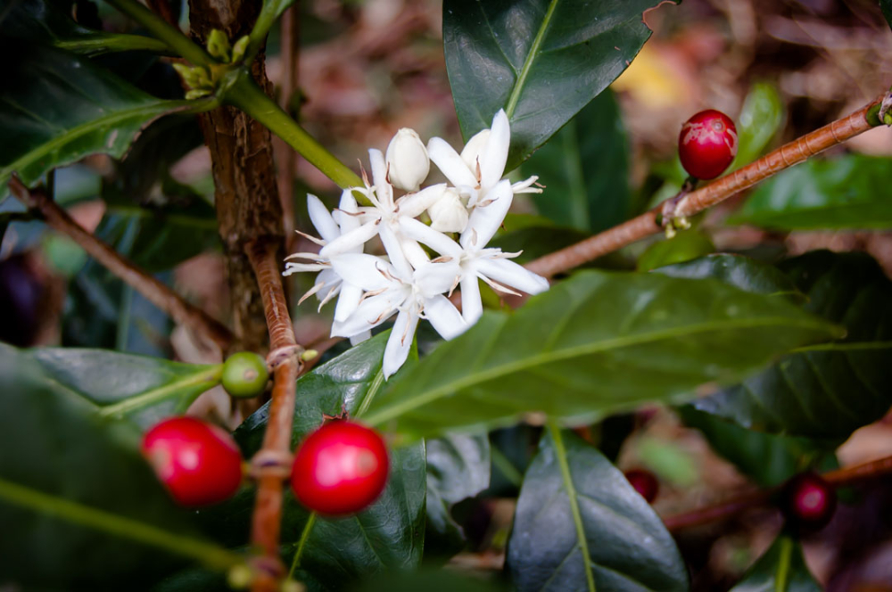 finca_deborah_volcan_coffeebeanharvest-29_1080px