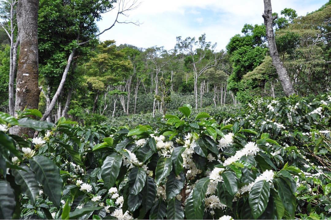 hacienda-la-esmeralda