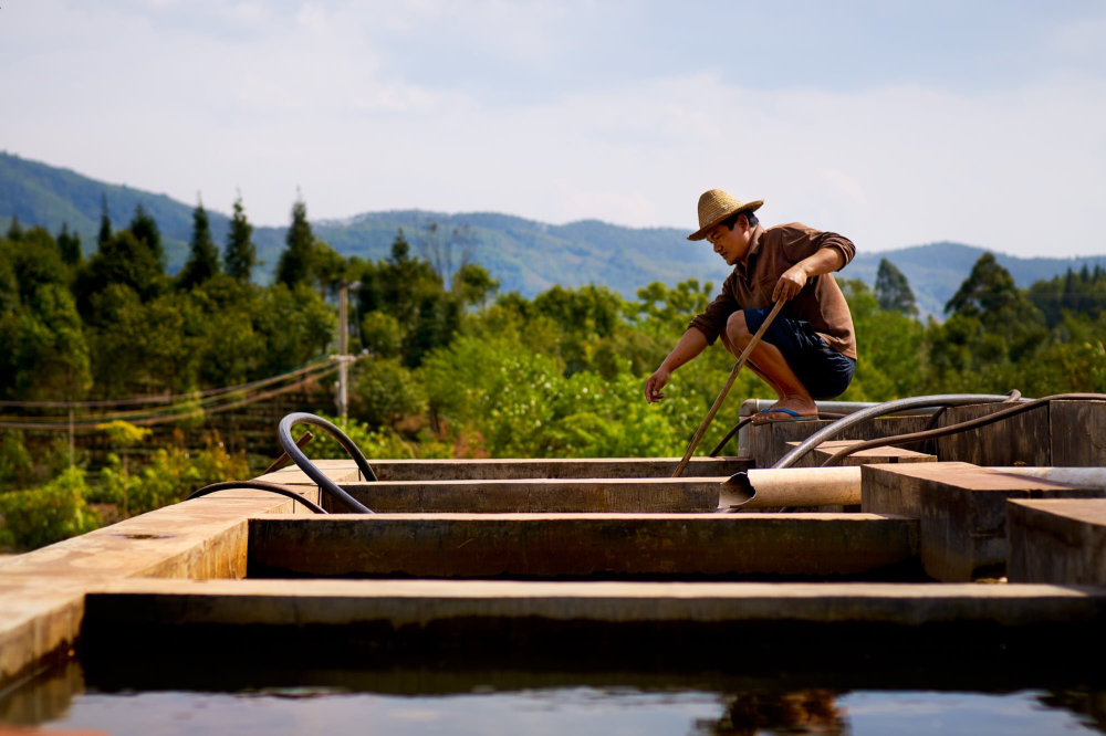 fully washed-Yunnan